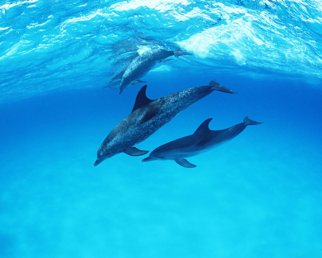 Sons sacrés et dauphins